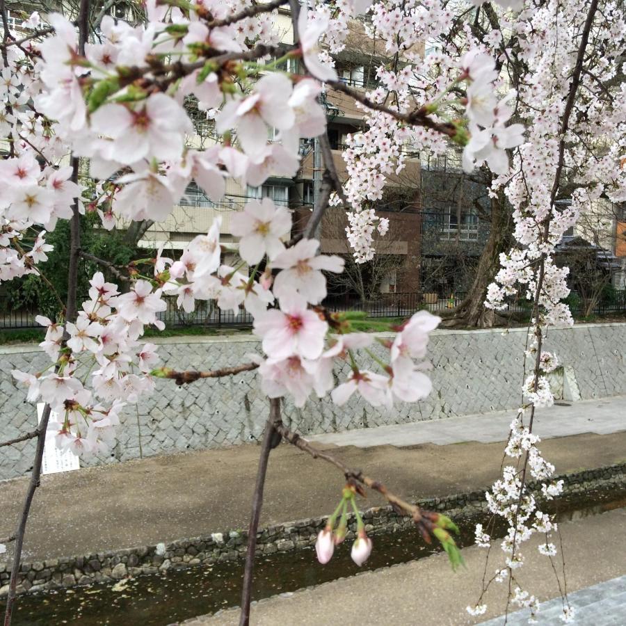 Sanzen Ya Kyoto さんぜんやきょうと- Cozy Art Space For Lover Of Travel - Eksteriør bilde