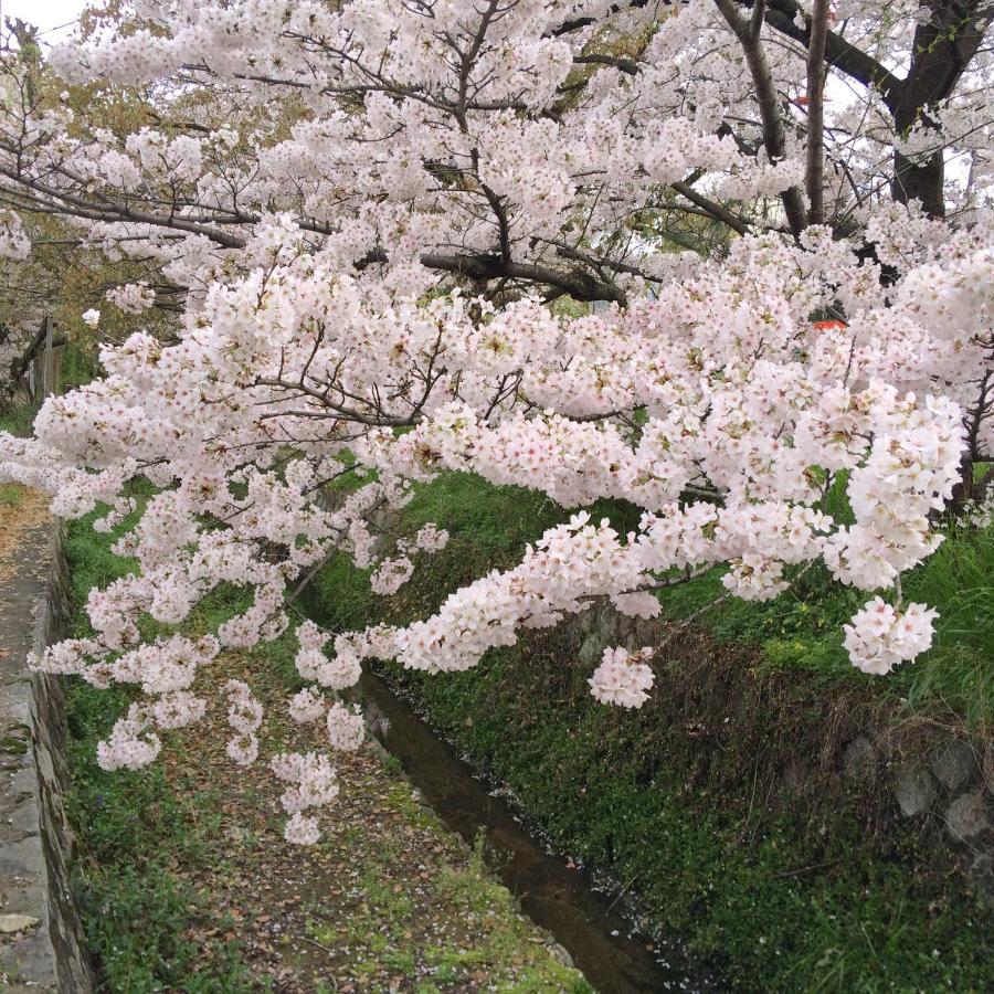 Sanzen Ya Kyoto さんぜんやきょうと- Cozy Art Space For Lover Of Travel - Eksteriør bilde